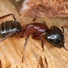 Formiga Carpinteira (Camponotus spp)