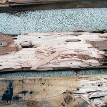 Cupins de madeira seca em madeiramento de telhado