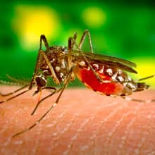 Insetos voadores: Moscas, varejeiras, mosquitos, pernilongos, Aedes Aegypti e outros.