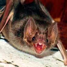 Morcego Hematófago.